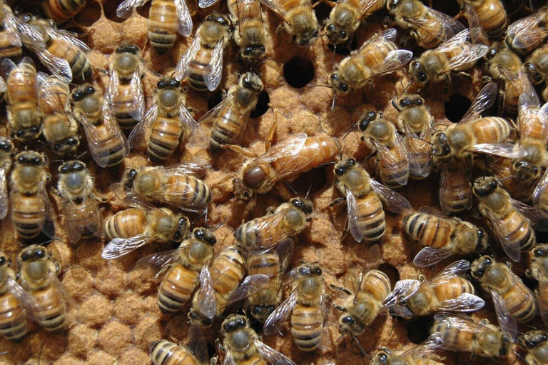 Queen bees survive winter flooding by breathing underwater
