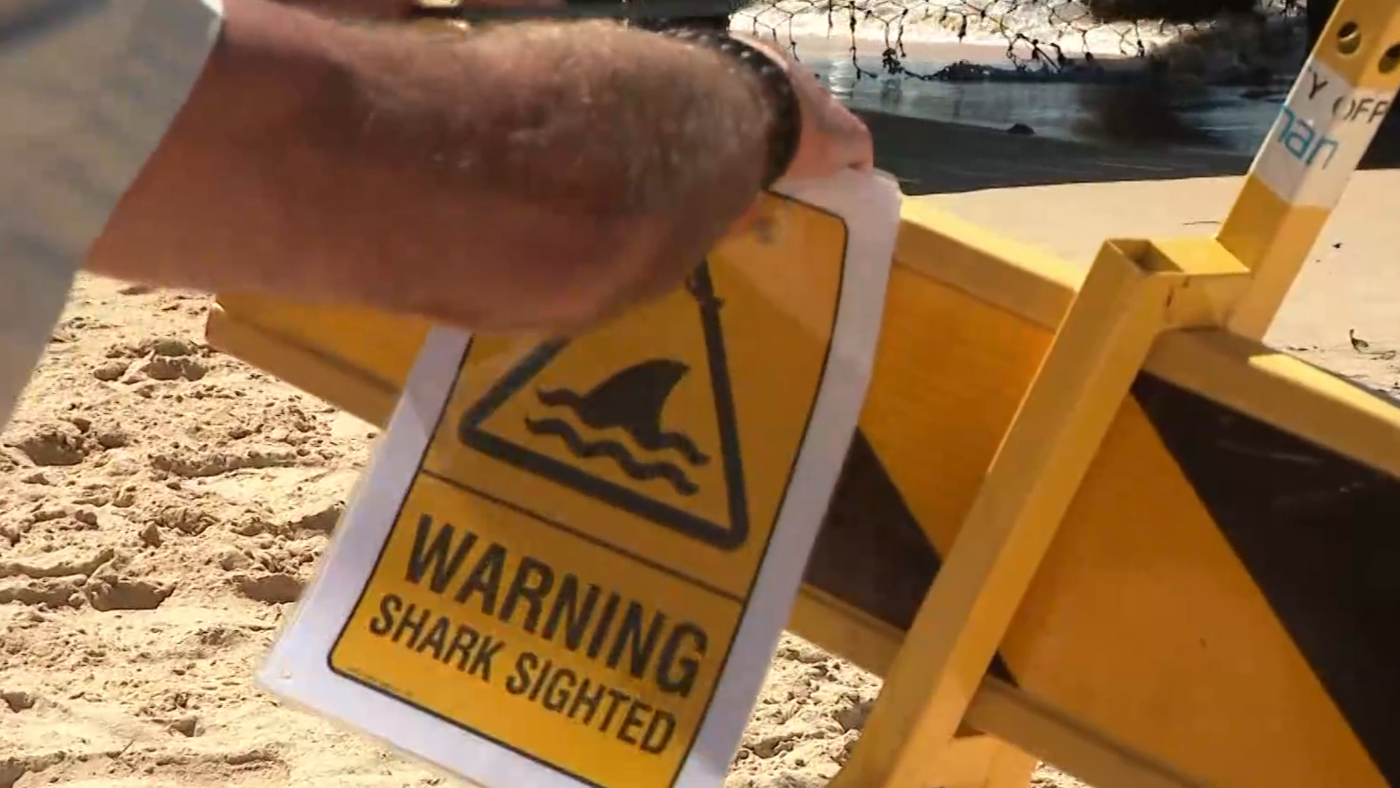 Suspected shark sightings inside netted area at popular Sydney beach