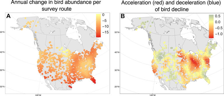 Bird losses are accelerating across North America, particularly in ...