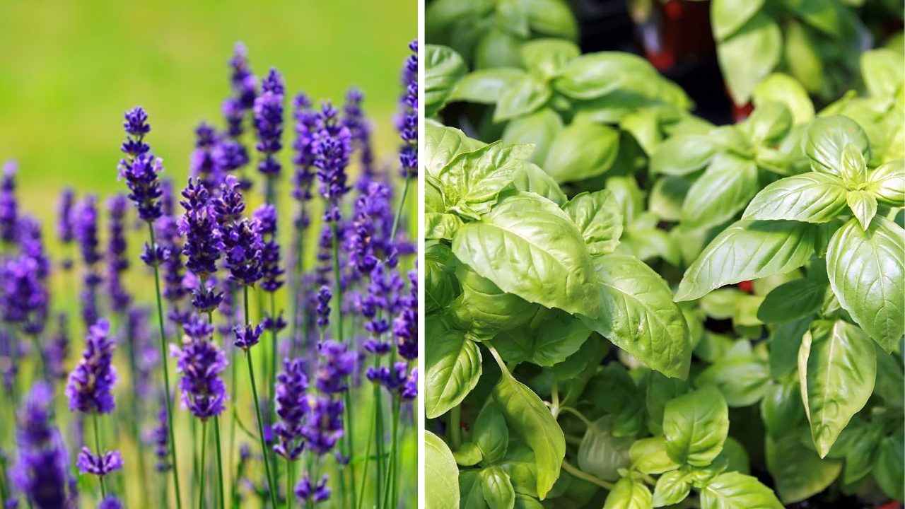 what-your-favorite-plant-says-about-your-personality