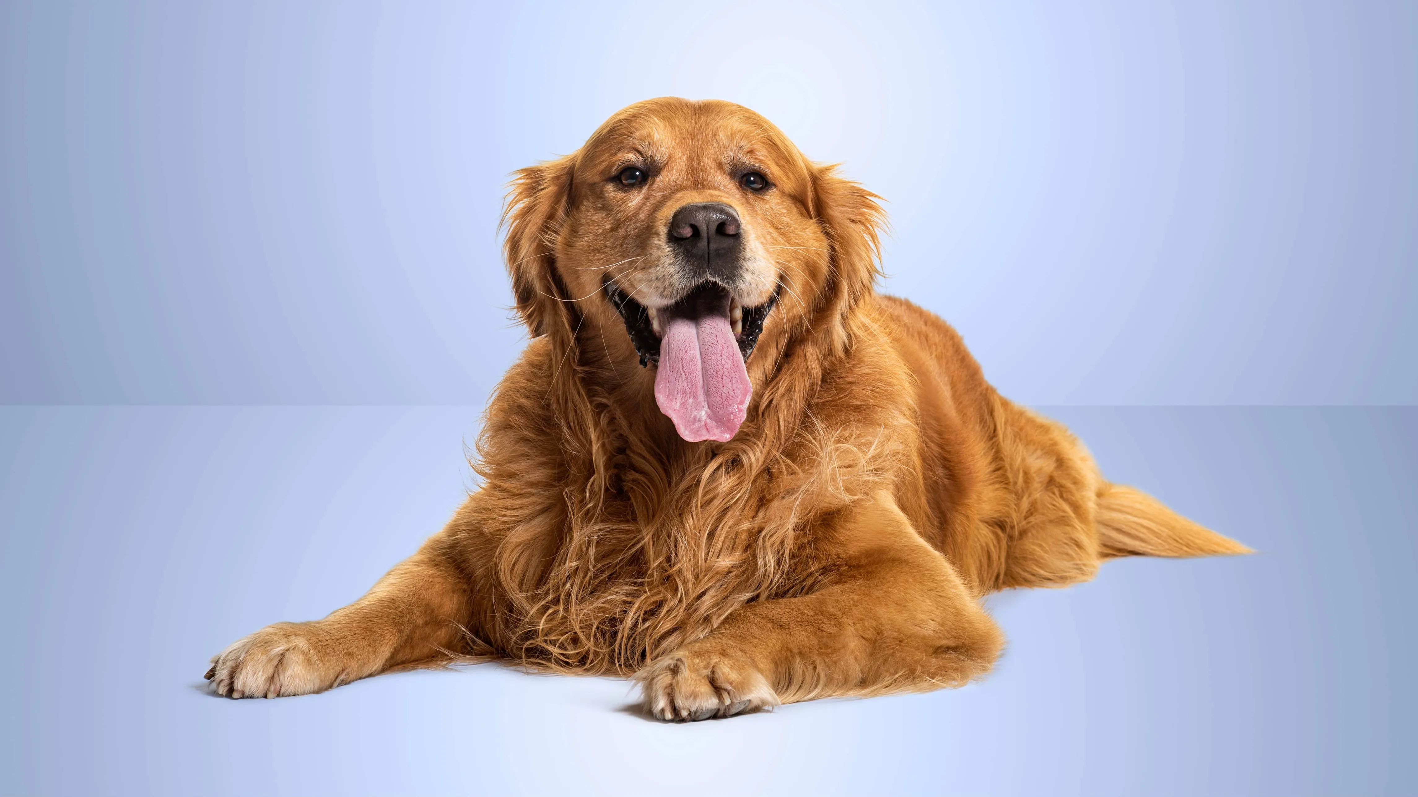The best pet insurance in Nevada 2026