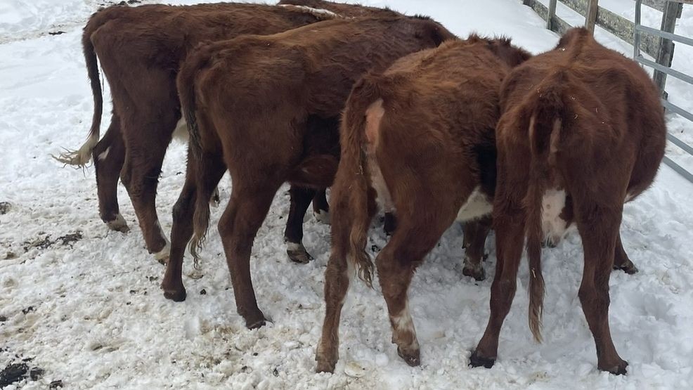 Richmond police charge man with 24 counts of animal cruelty at Getaway ...