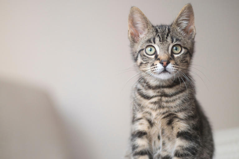 Revelan el significado real del ronroneo en los gatos, ¿sabía que no ...