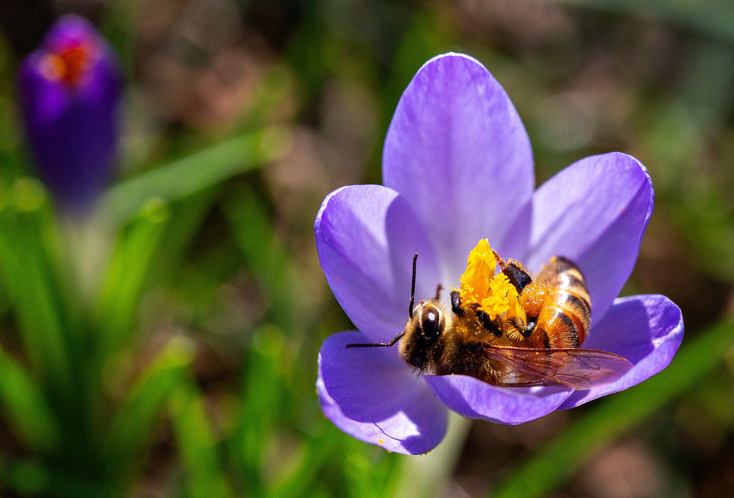 Allergy season is coming. What's the forecast for Wisconsin?