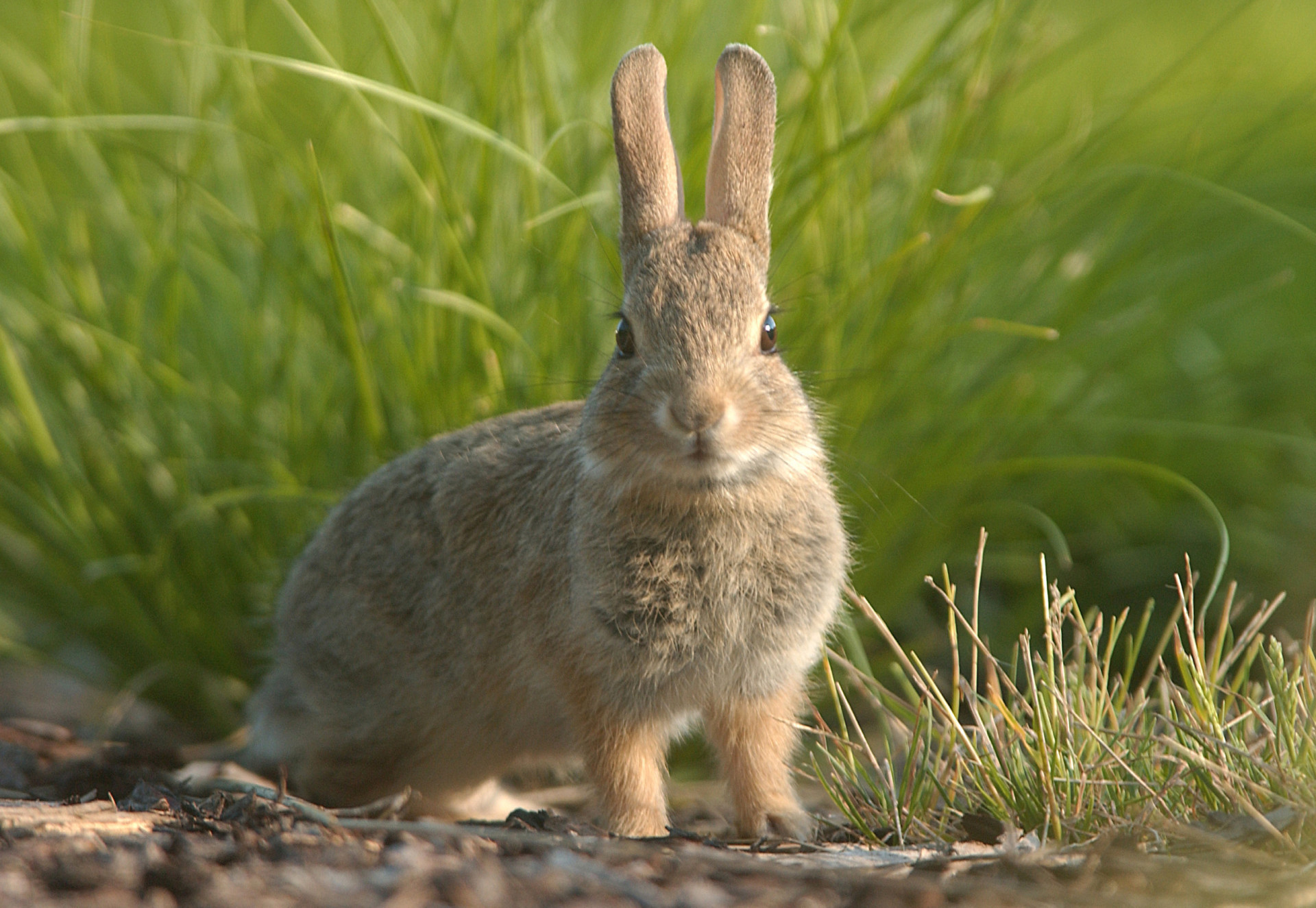The zombie rabbits taking over Colorado