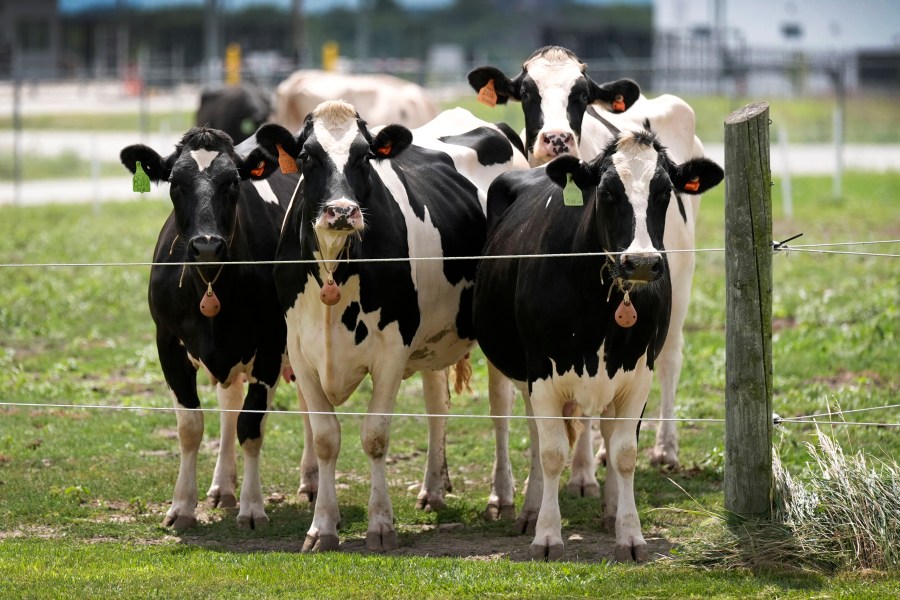 Man arrested for cattle fraud scheme across multiple states, including ...