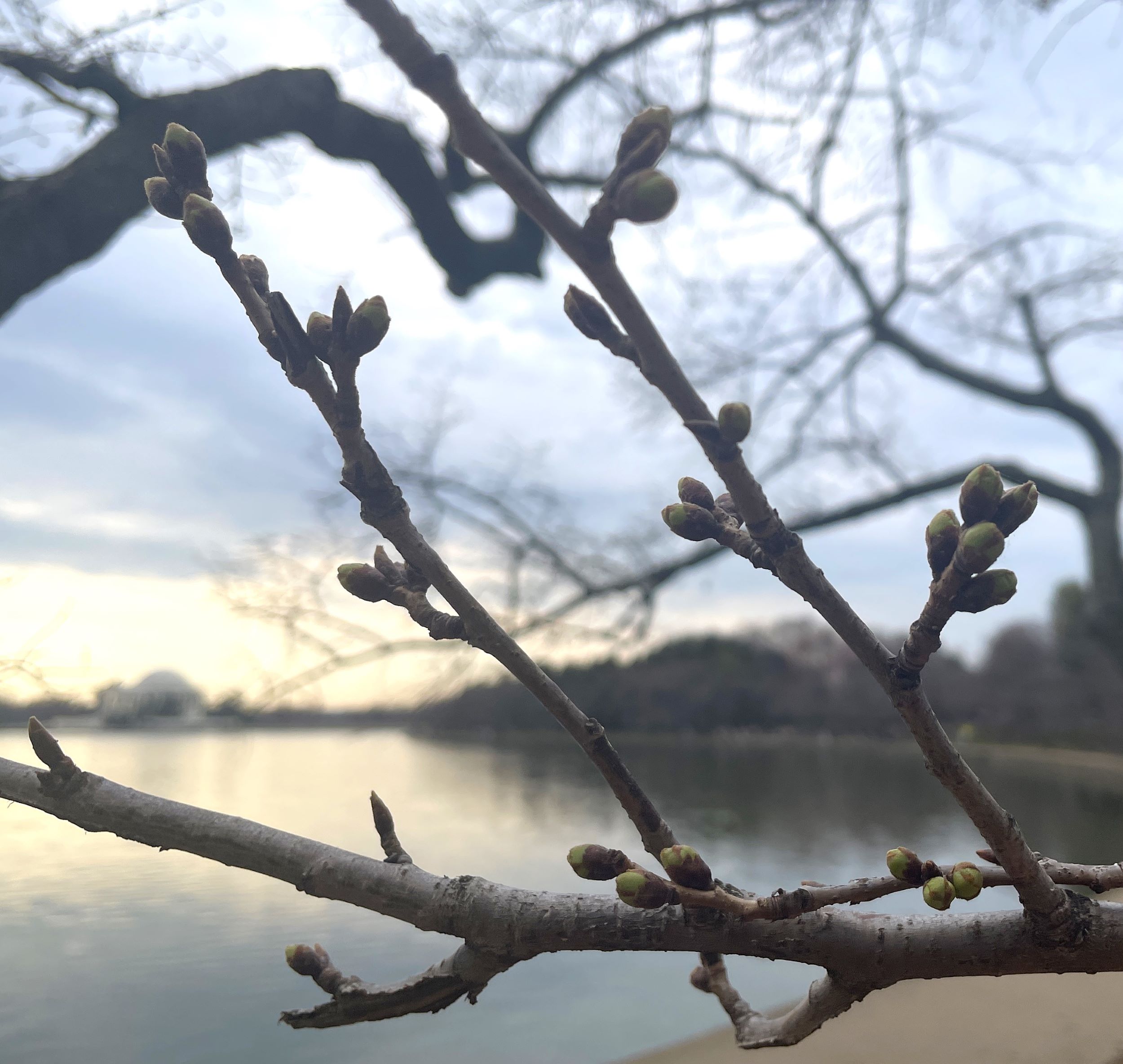 Cherry blossoms reach 1st blooming stage on the way to DC's splendid ...
