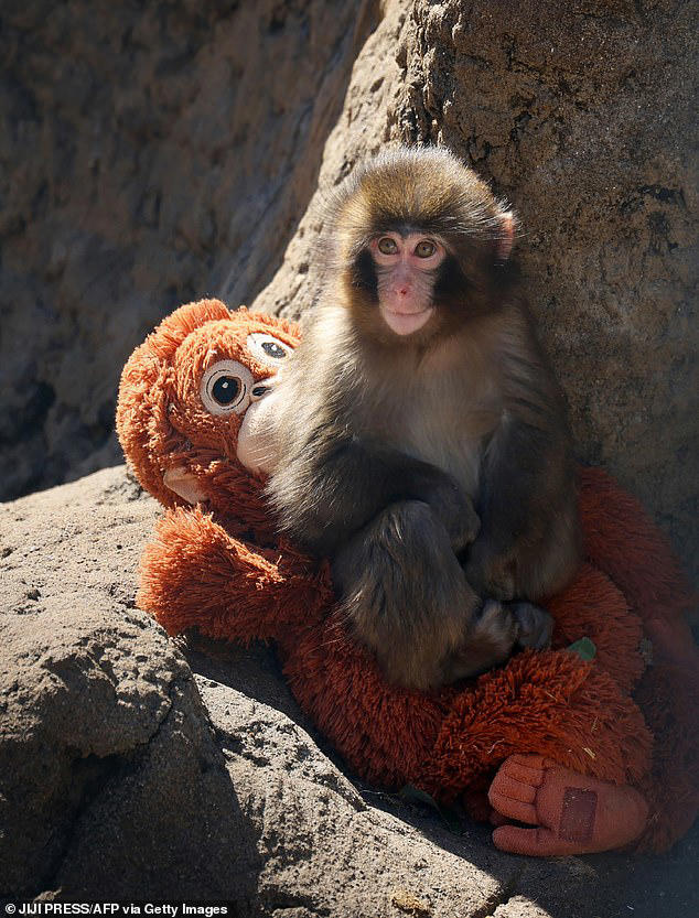 Stop feeling sorry for Punch the monkey, his zoo says as they insist he ...