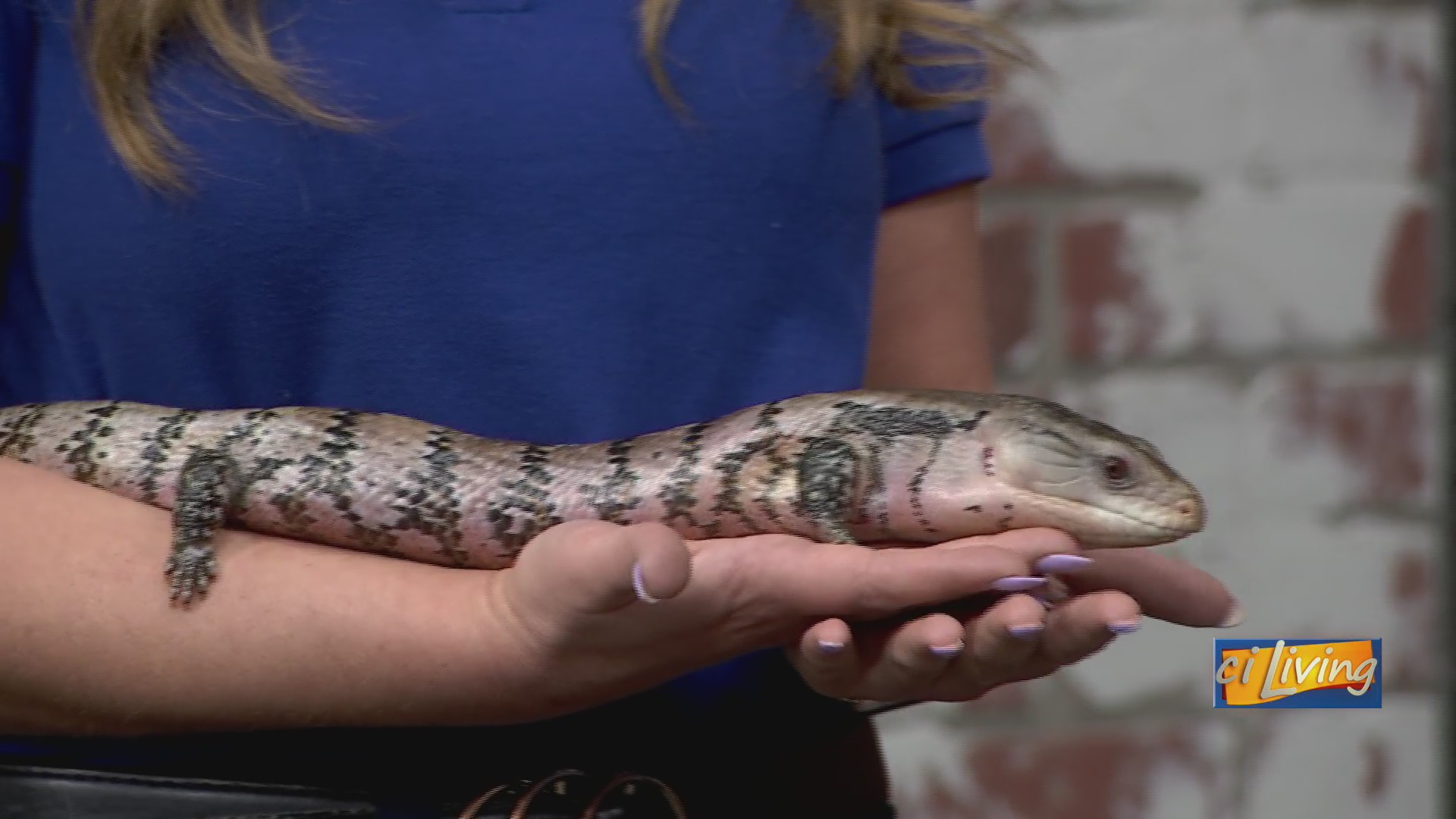 Meet Banjo: The blue-tongued skink at Miller Park Zoo