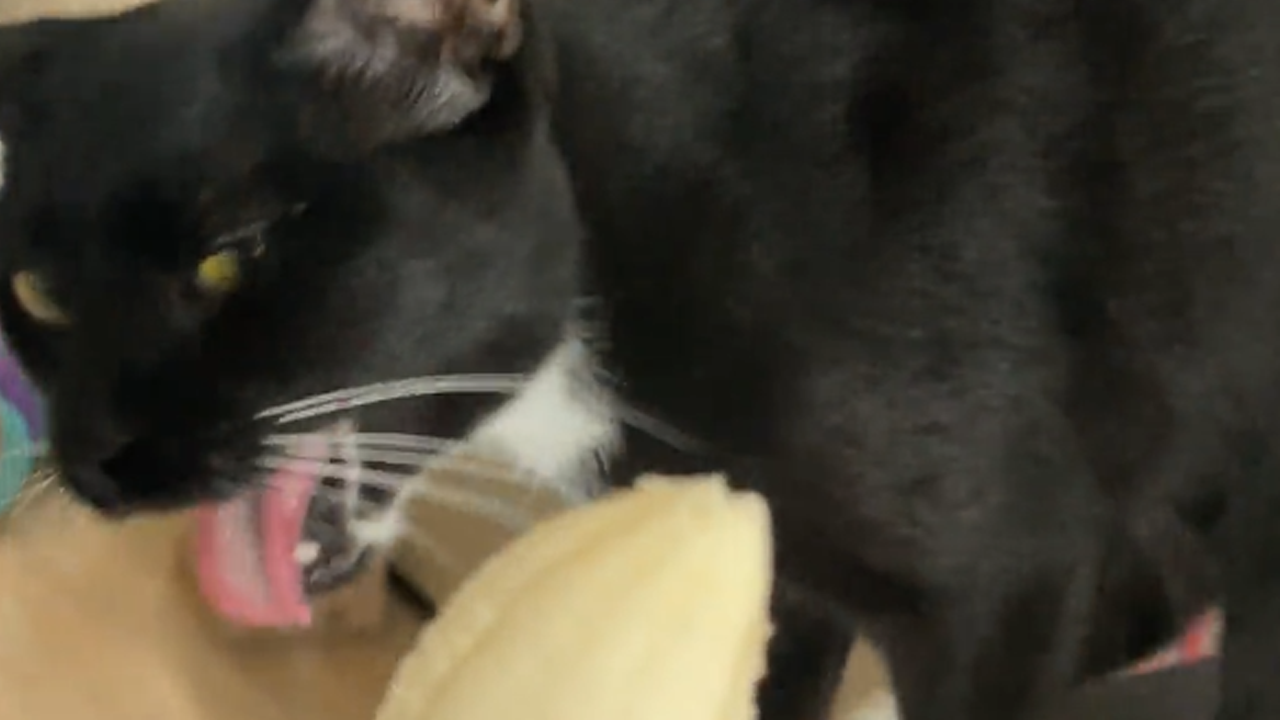 Cat has dramatic reaction to banana