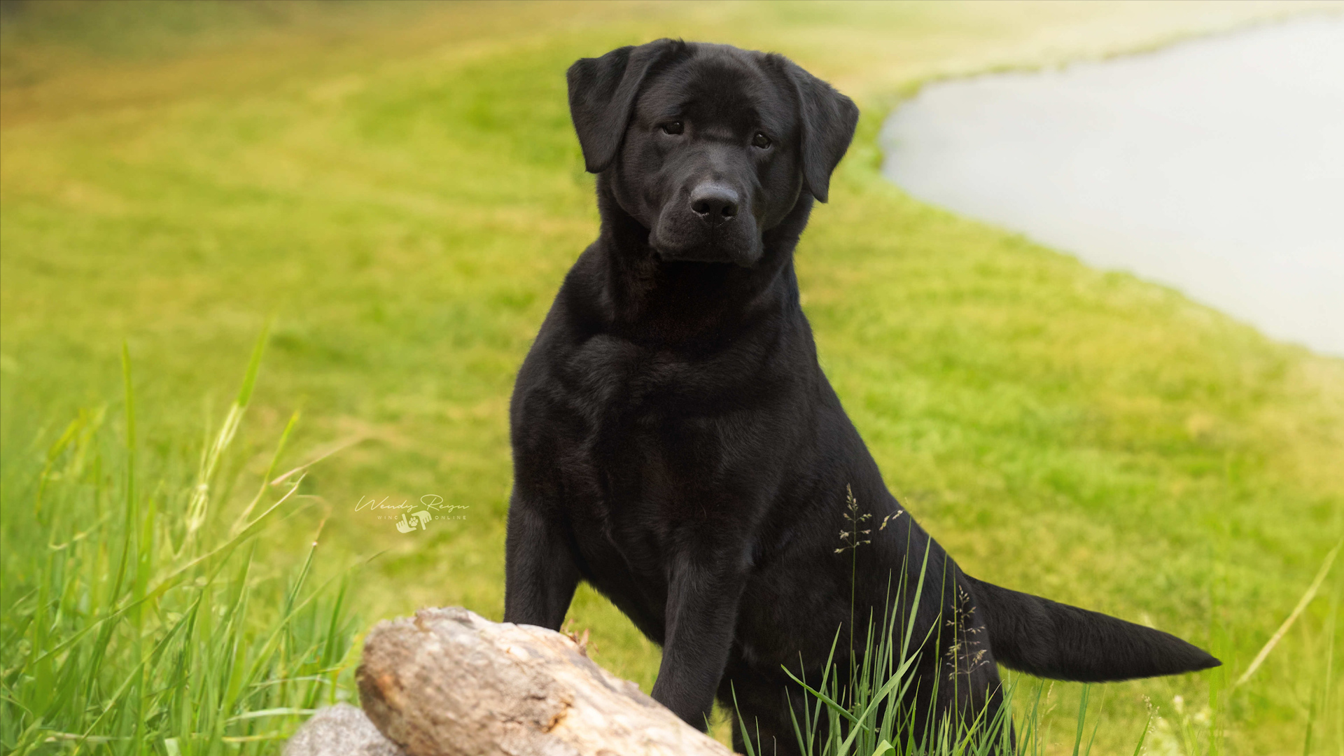 Labrador retriever continues run as top dog breed