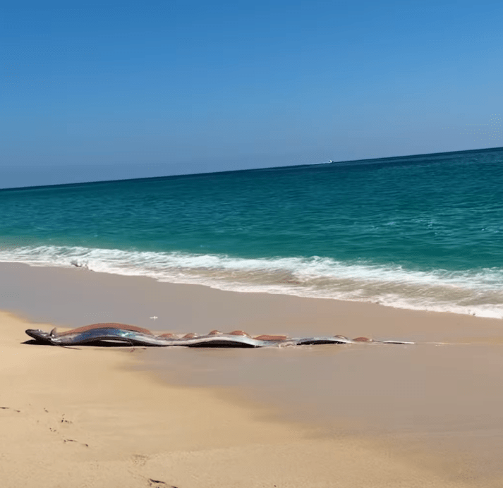 Two rare doomsday fish washed up on a beach in Cabo San Lucas - here's ...