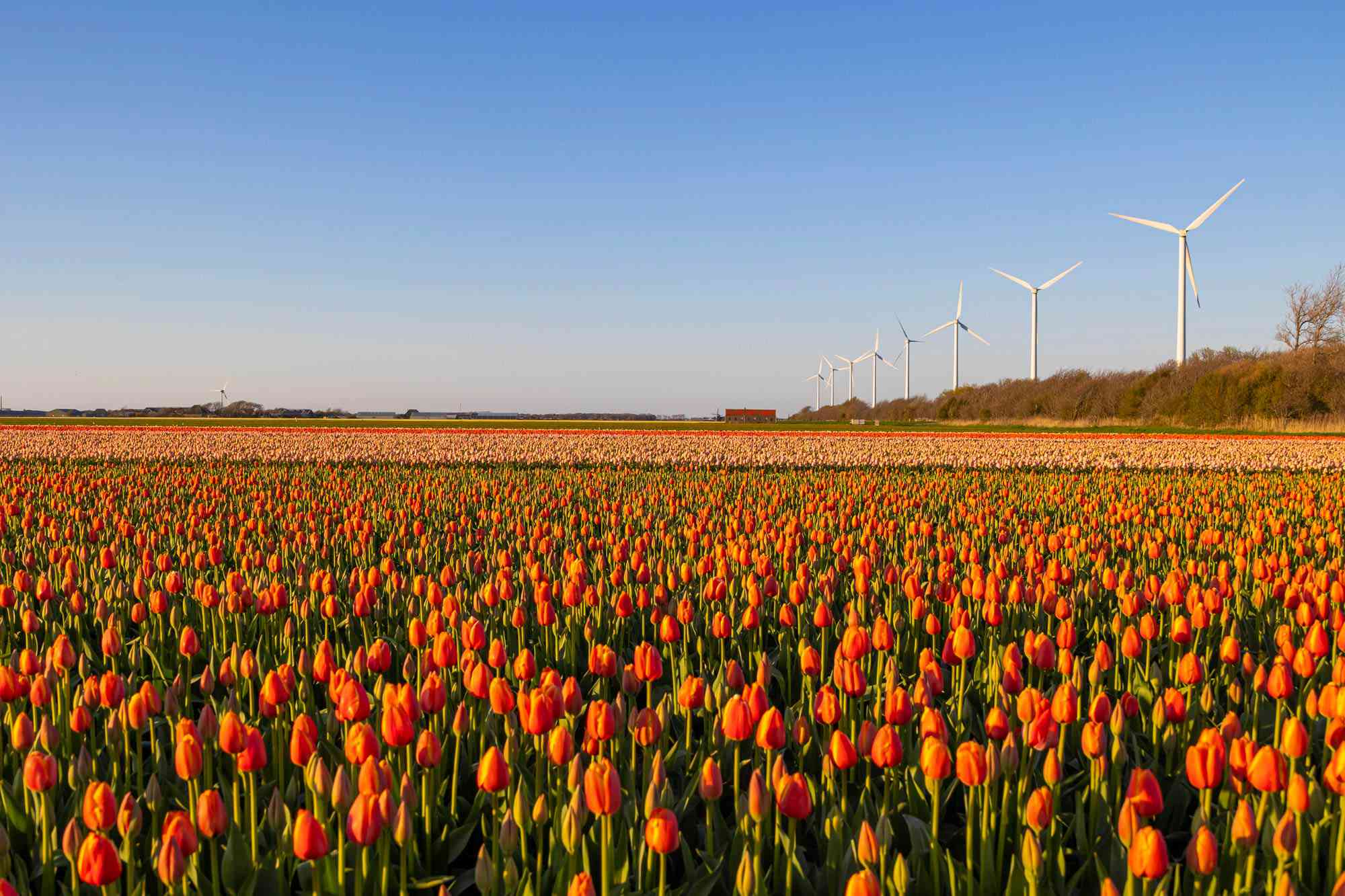 You can take a train through the Netherlands’ iconic tulip fields for ...
