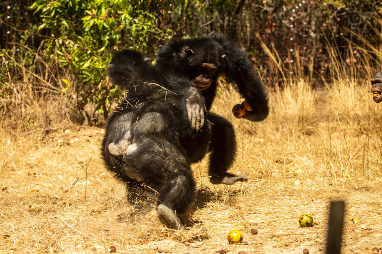 Despite their contrasting reputations, bonobos and chimpanzees show ...