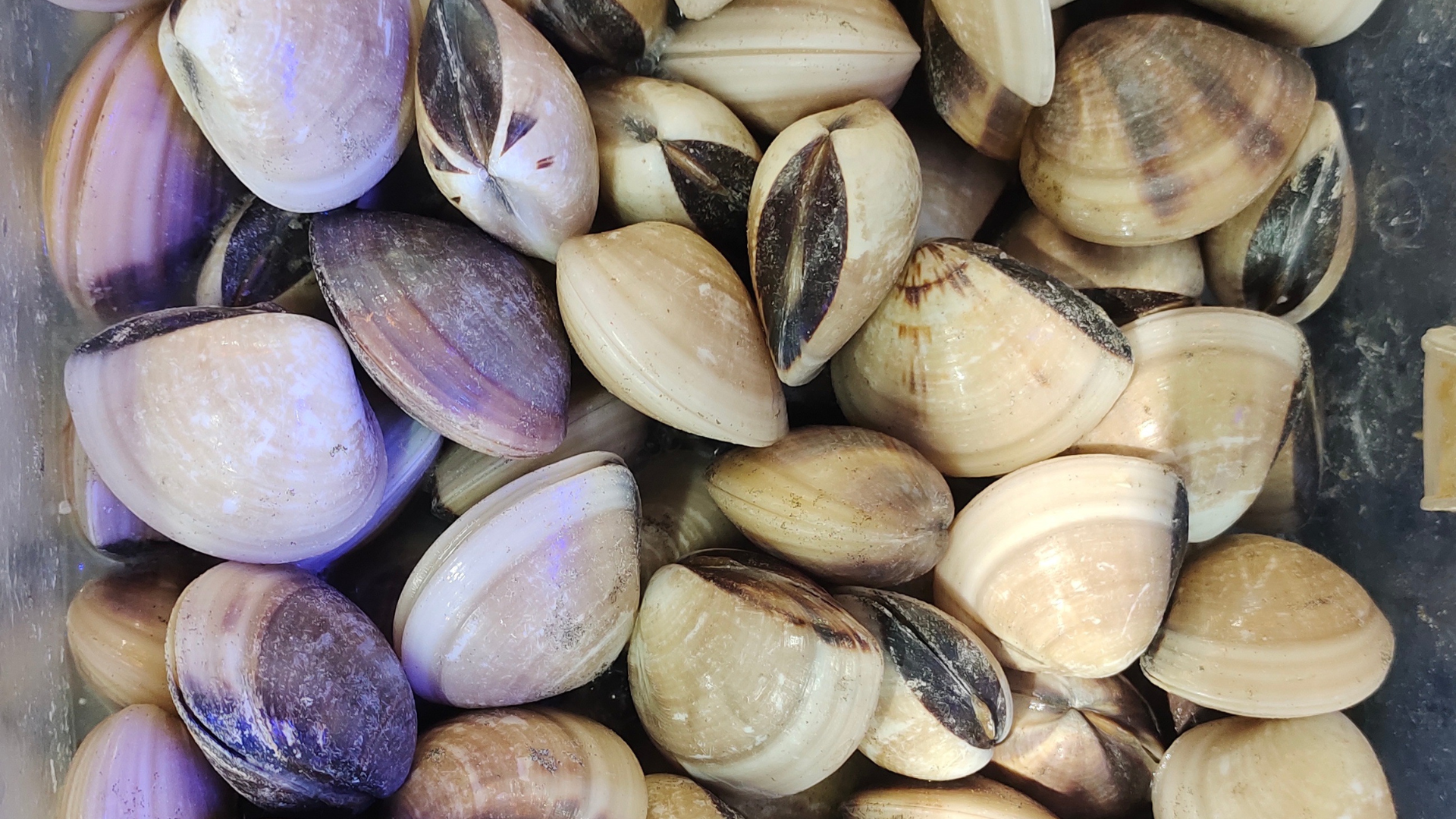 Clams and oysters recalled in multiple states over norovirus risk