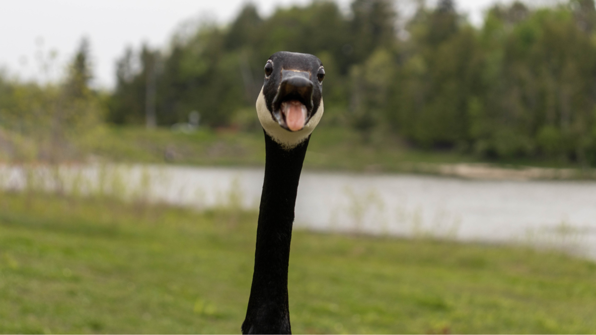 Aggressive goose attacks students at Florida A&M University, hilarious ...