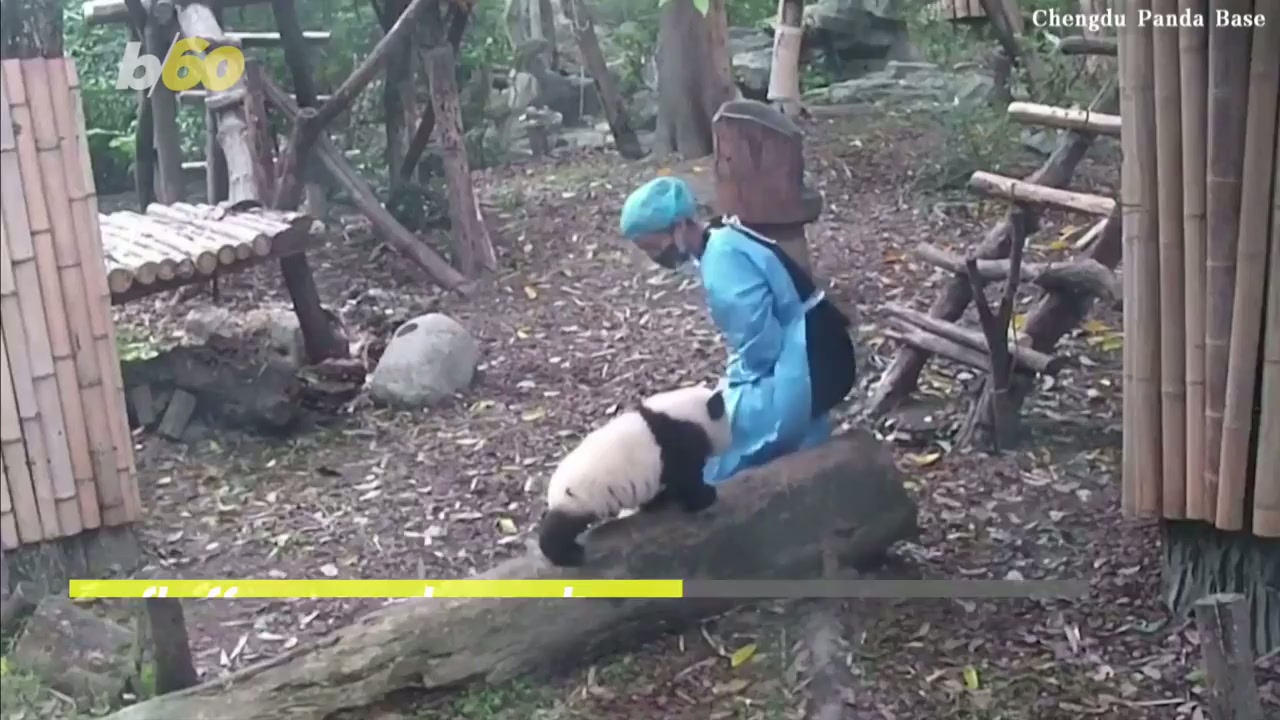 You have to see this amazing moment a panda cub approaches caretaker