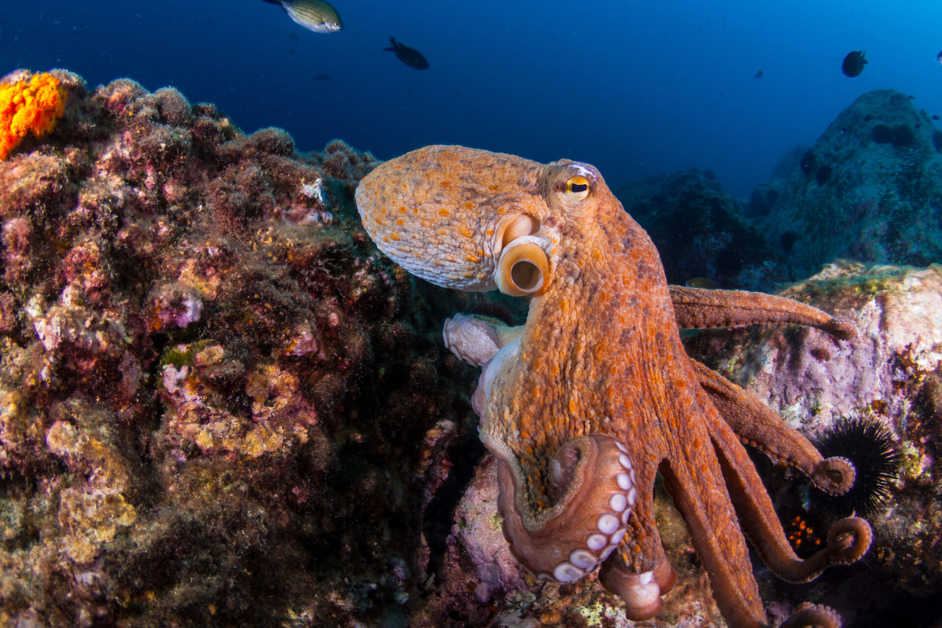 Octopuses are invading the waters of southern England