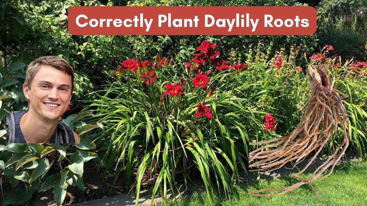 Planting daylily roots correctly and how to care for daylilies