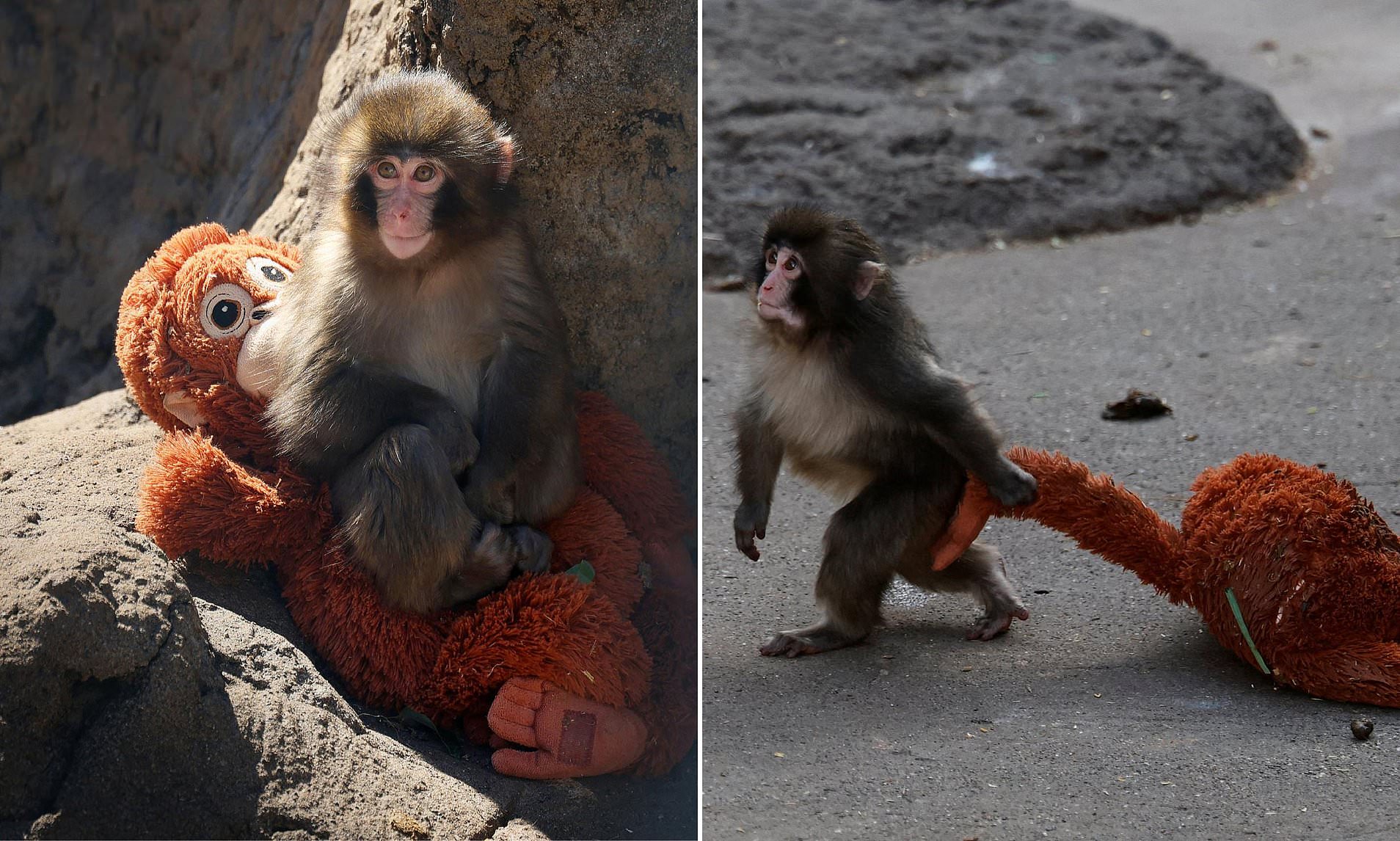 Stop feeling sorry for Punch the monkey, his zoo says as they insist he ...