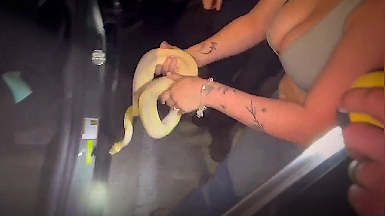 Pet python trapped in car dashboard sparks firefighter rescue in Florida
