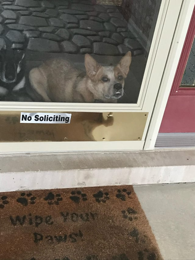 23 Awwdorably Awkward Dog Pics of our Cognitively Challenged Canine ...