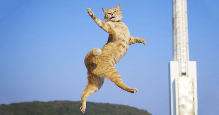 30 hilarious dancing cat pics