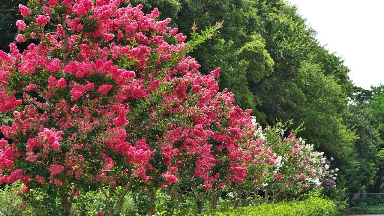 Your crepe myrtle needs 3 things in March for a vibrant summer display