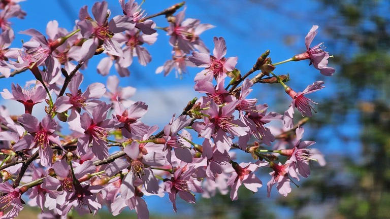 Spring is almost here! Signs of the season across Central Virginia