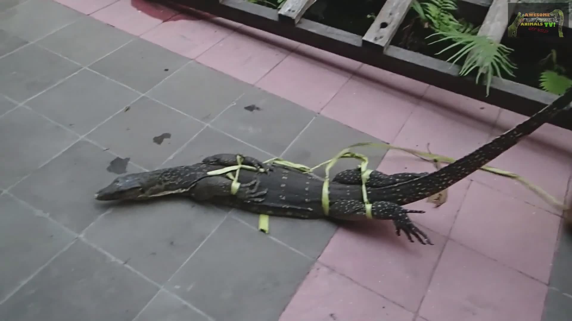 Herping for cobras, monitors, and venomous reptiles across the island ...