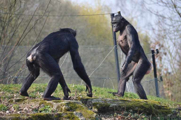 Despite their contrasting reputations, bonobos and chimpanzees show ...