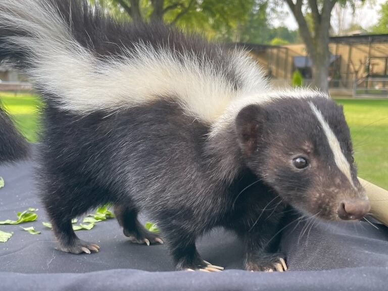 Rabid skunk confirmed in Thomas County; health officials urge residents ...