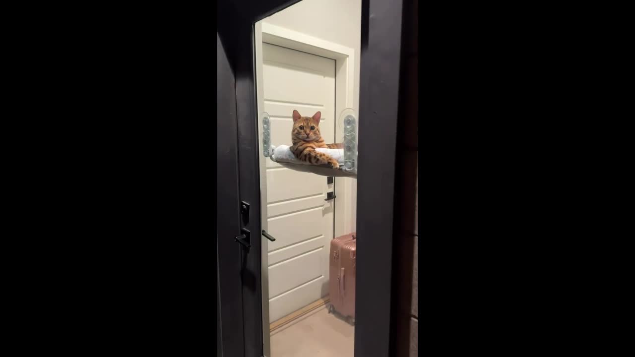 Curious Colorado cat goes viral for judging everything happening ...