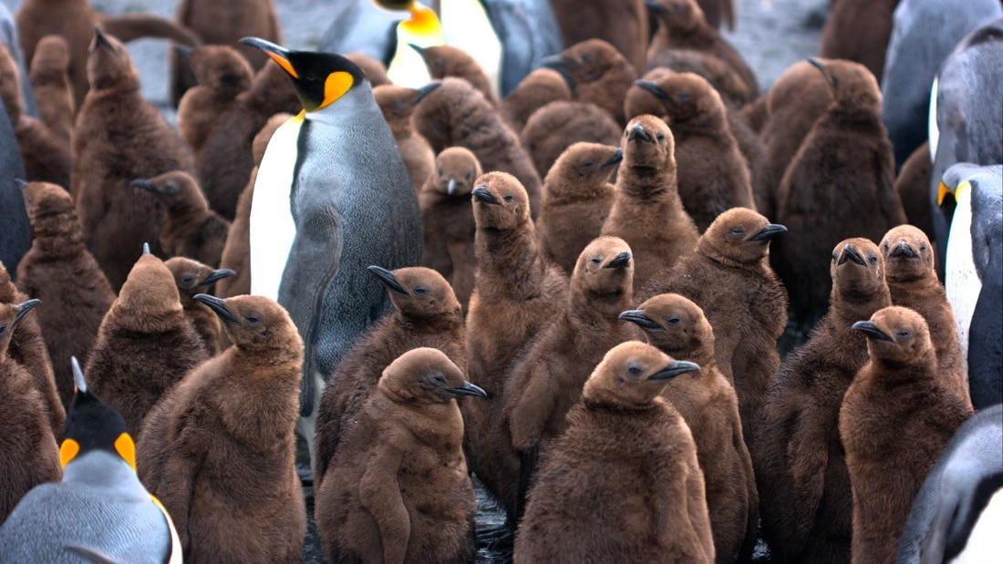 King penguins successfully changing breeding habits in face of climate ...
