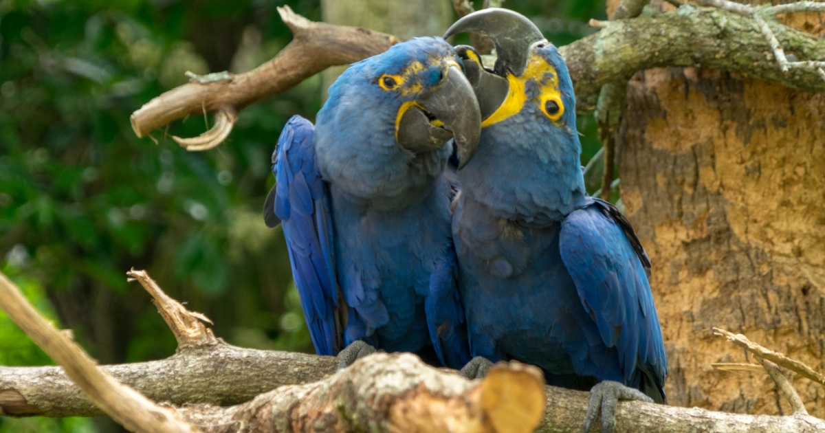 Virus has been detected in 1 of the Spix macaws that are part of a critical program to bring the bird back from extinction<br>