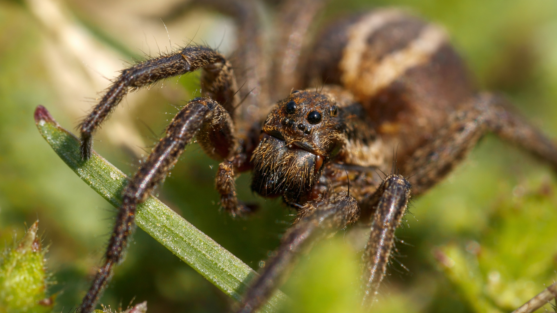 A tiny spider appears on this hidden forest camera