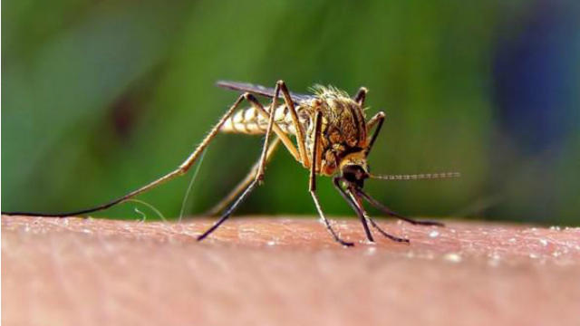 Mosquitoes in San Carlos test positive for West Nile virus