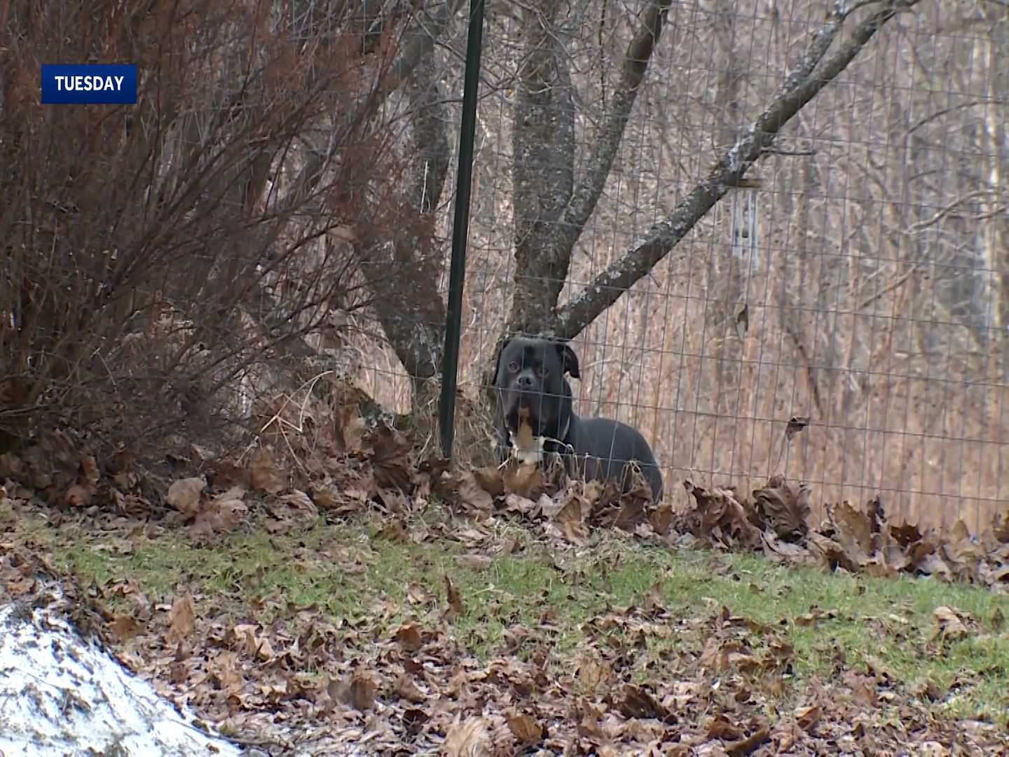 Dog that killed Essex man expected to be euthanized