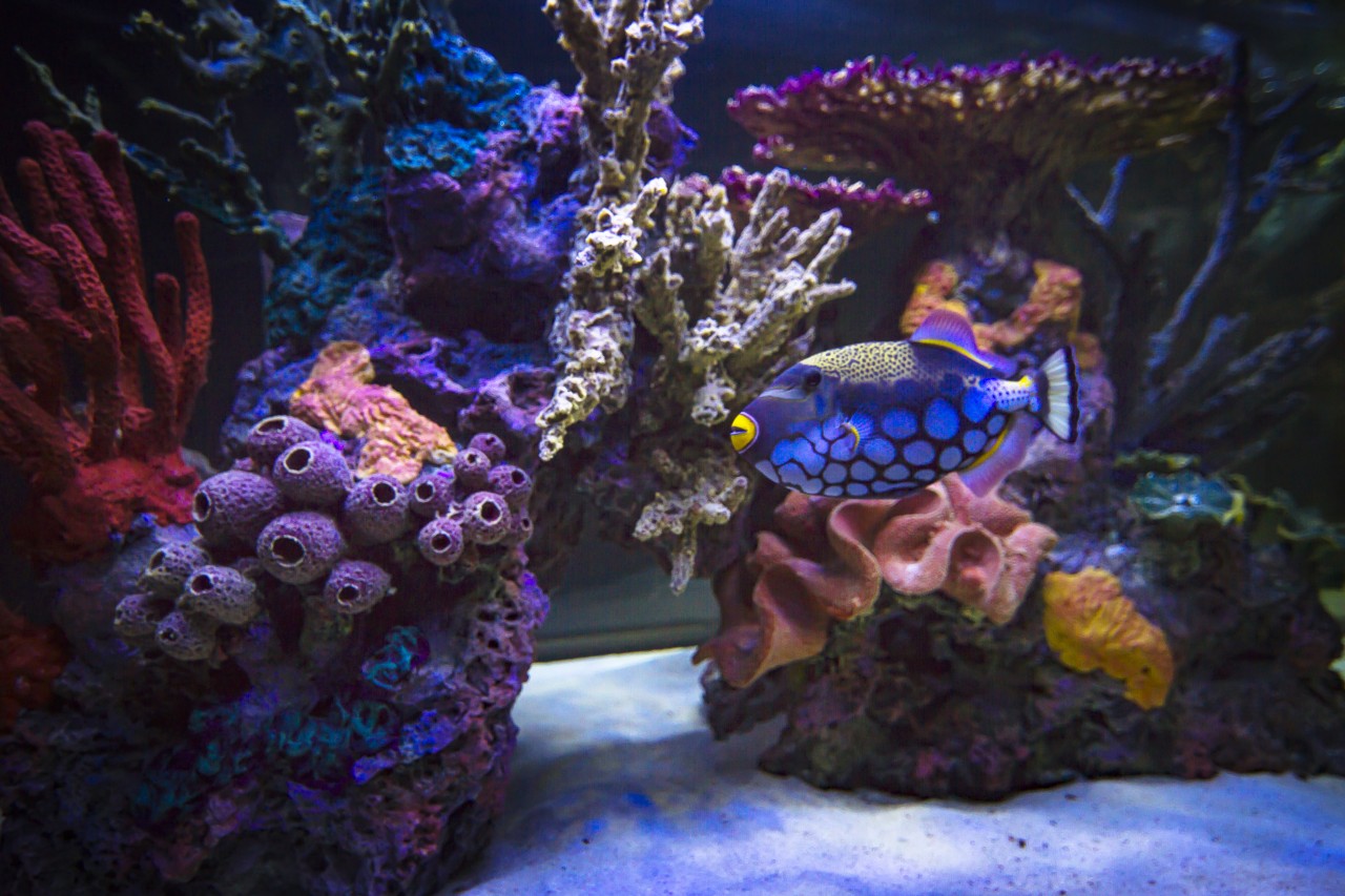 Big-budget fish tanks are taking over America’s most expensive homes
