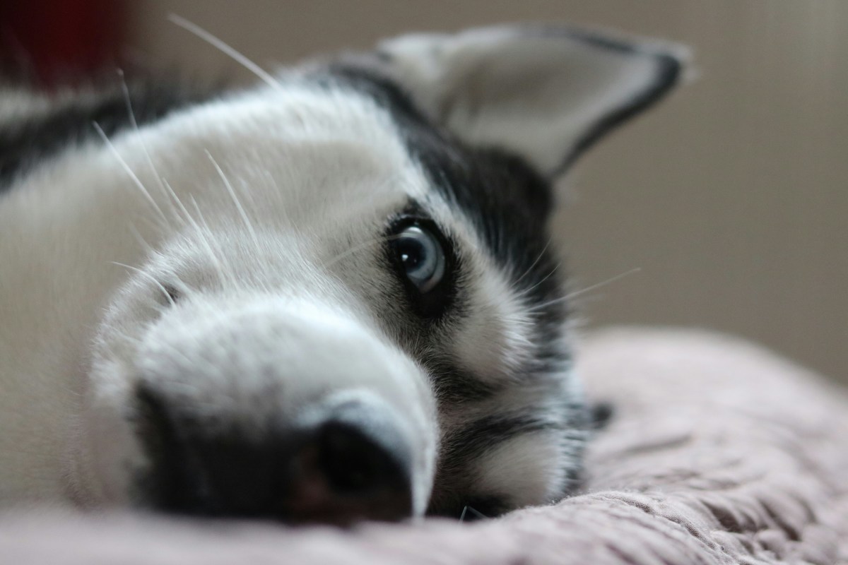Sweet husky finds 'true calling' as devoted big brother to human baby