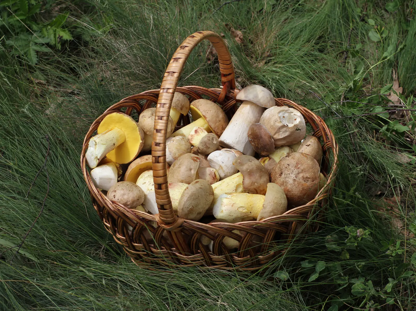 3. Mushrooms - High Protein, Fast Spoilage, Serious Digestive Risk (By George Chernilevsky,
