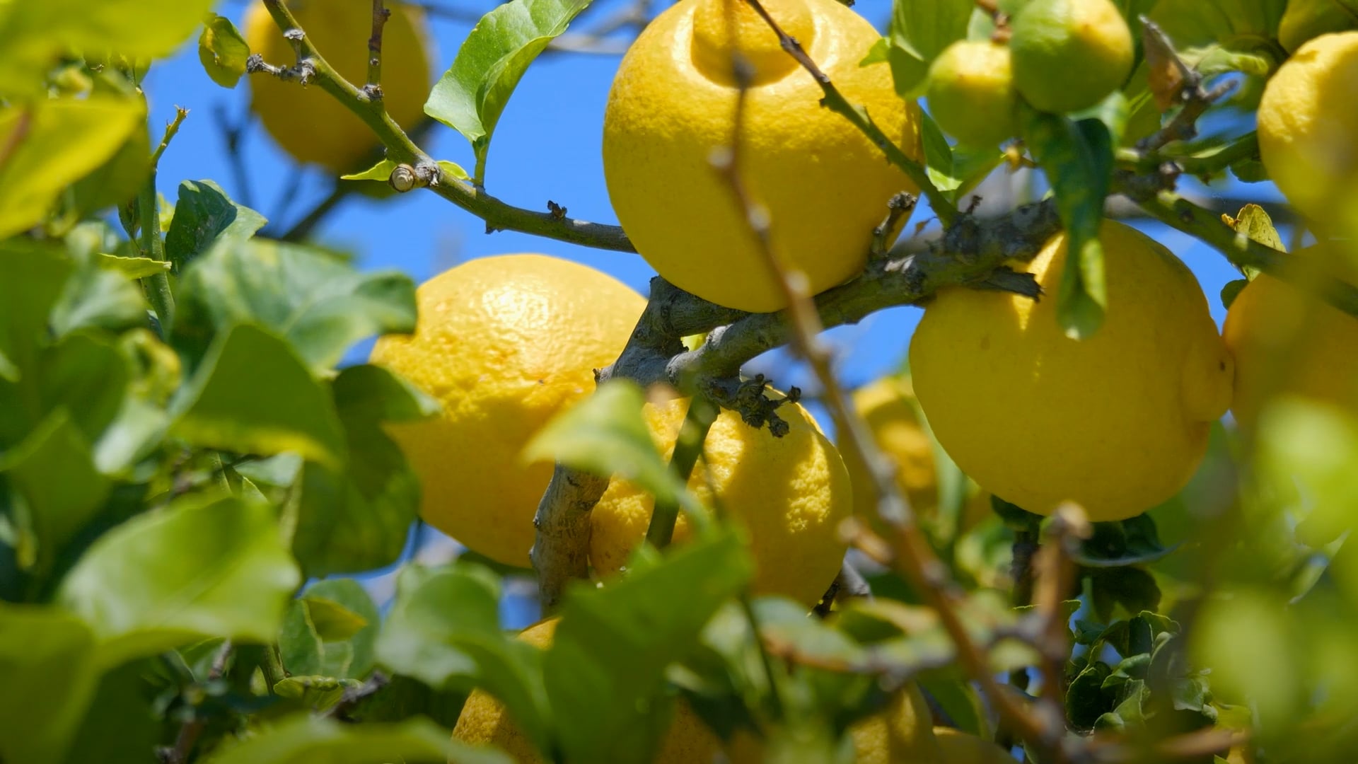 Fast-growing fruit trees to plant in your garden