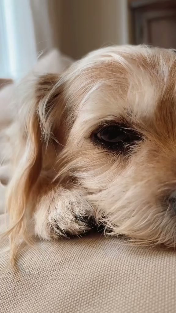 My dog judging my twerk workout at home