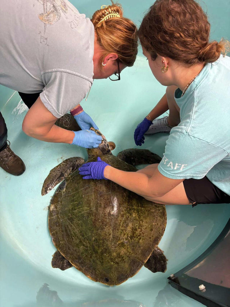 Rare sea turtle discovery on the Texas coast sparks rescue