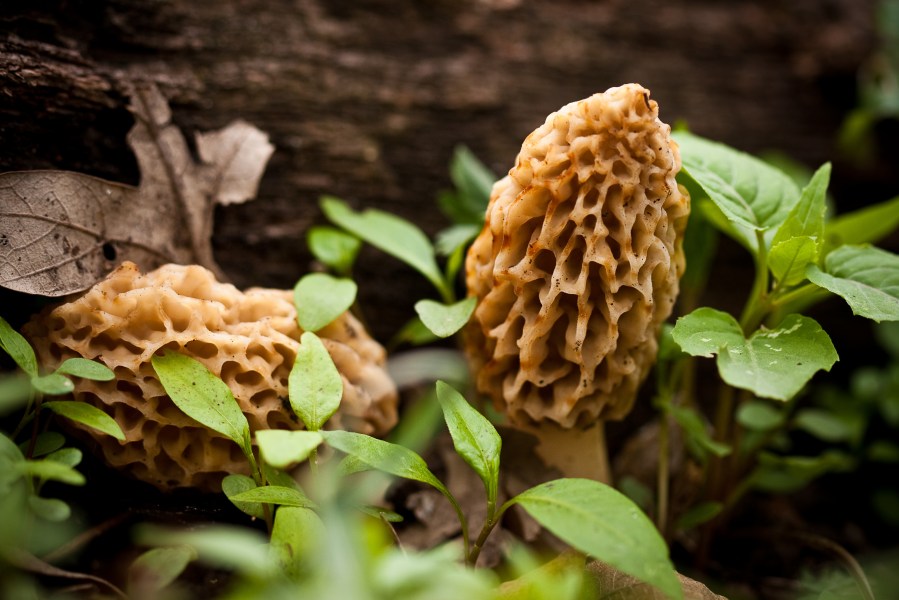 Morel mushroom hunting season: Where, when to find them in Missouri, Kansas