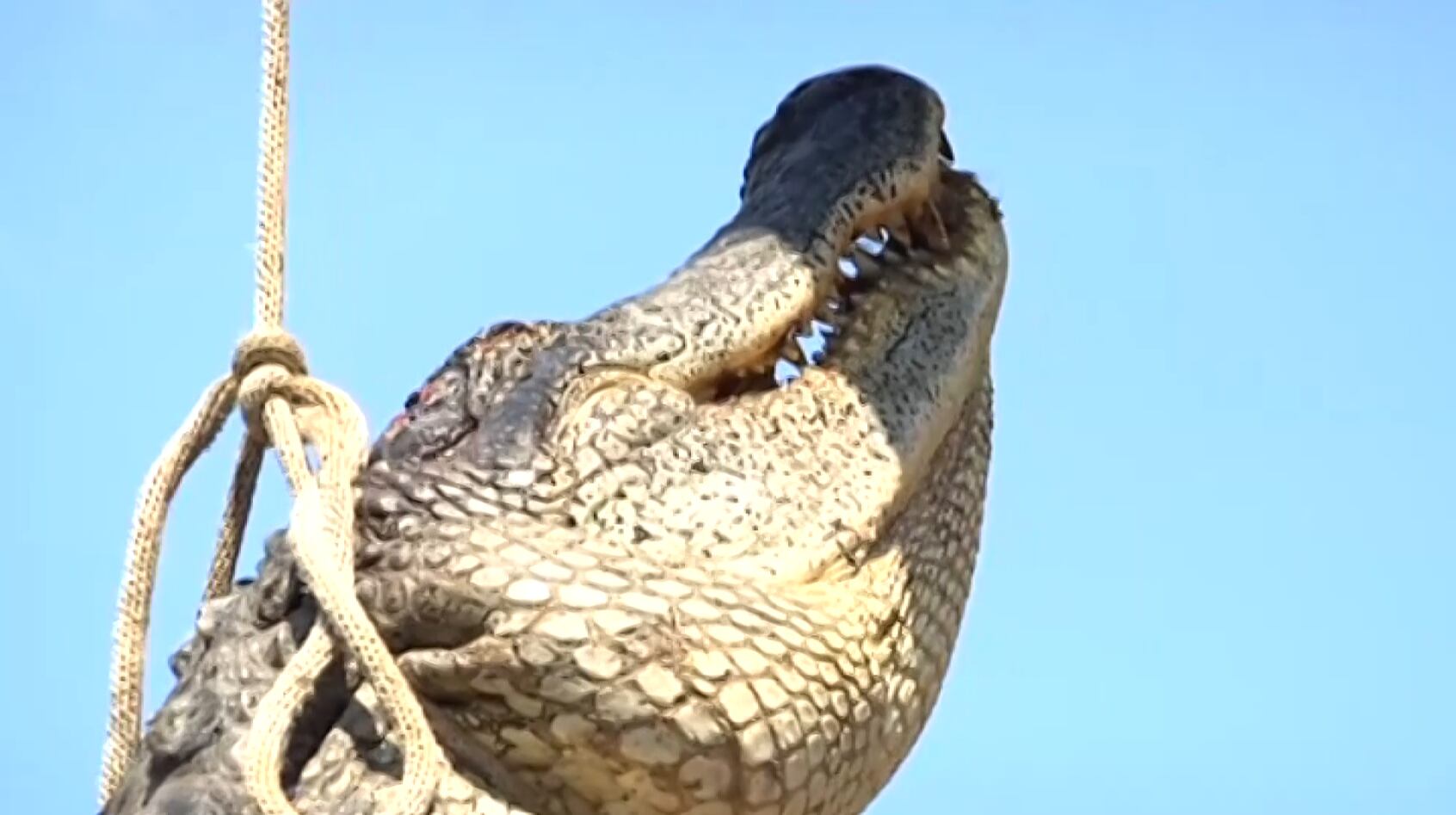 Recreational alligator hunting season proposed in new Louisiana bill