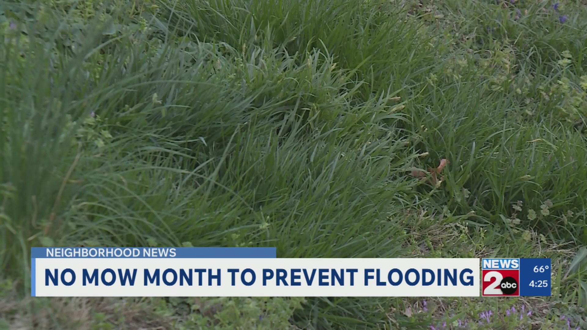 Cumberland River Compact encourages 'No Mow Month' participation