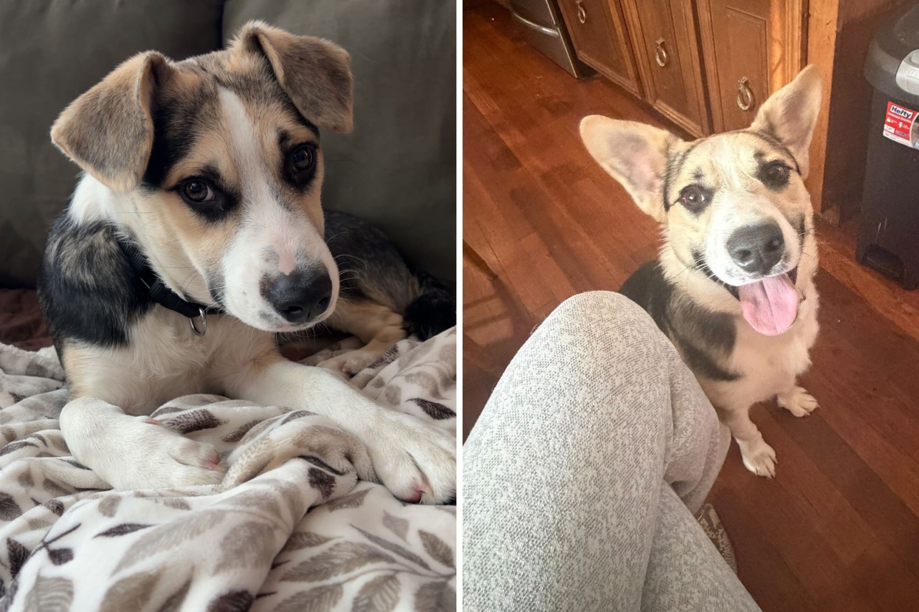 Family returns rescue dog to original owner—then gets bittersweet news