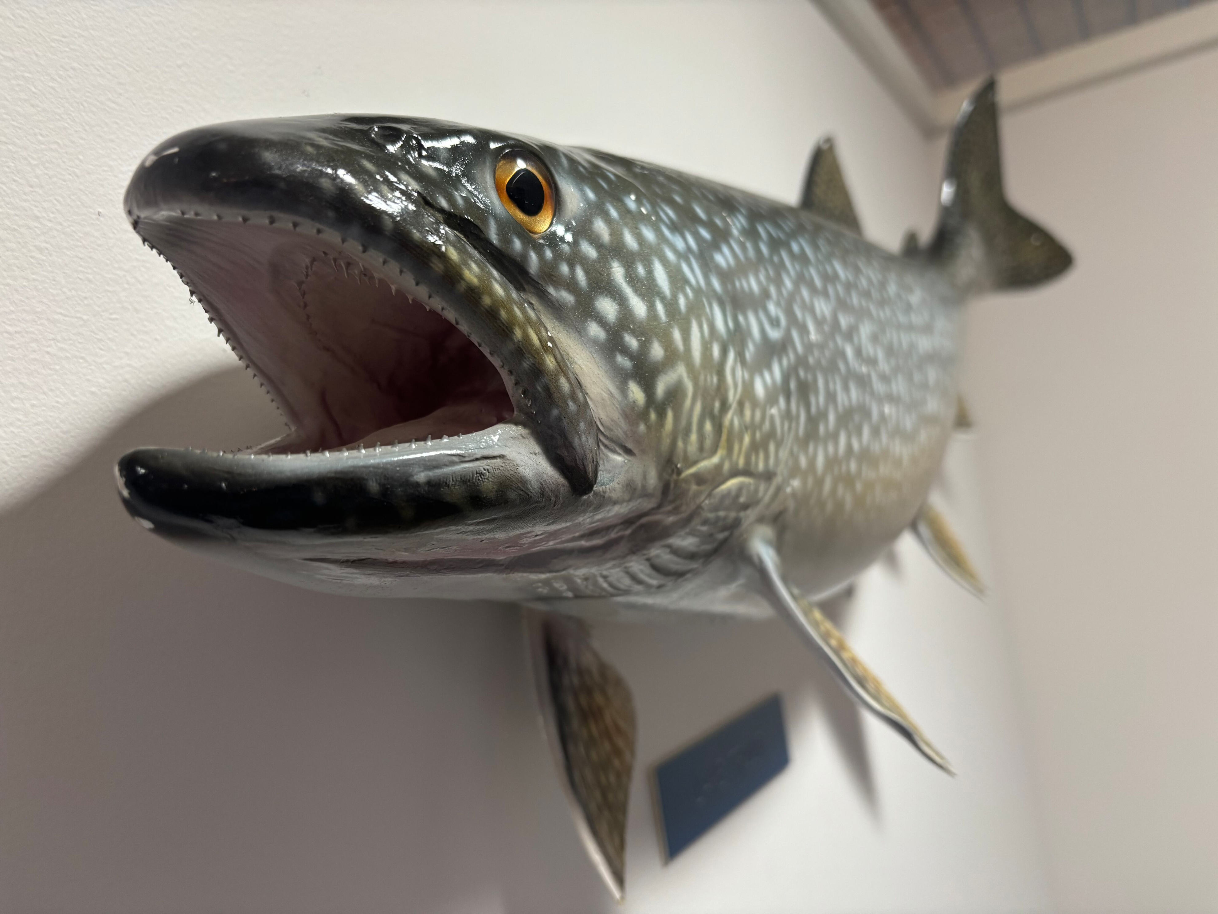 DNR releases new info about fish population in Upper Michigan lakes