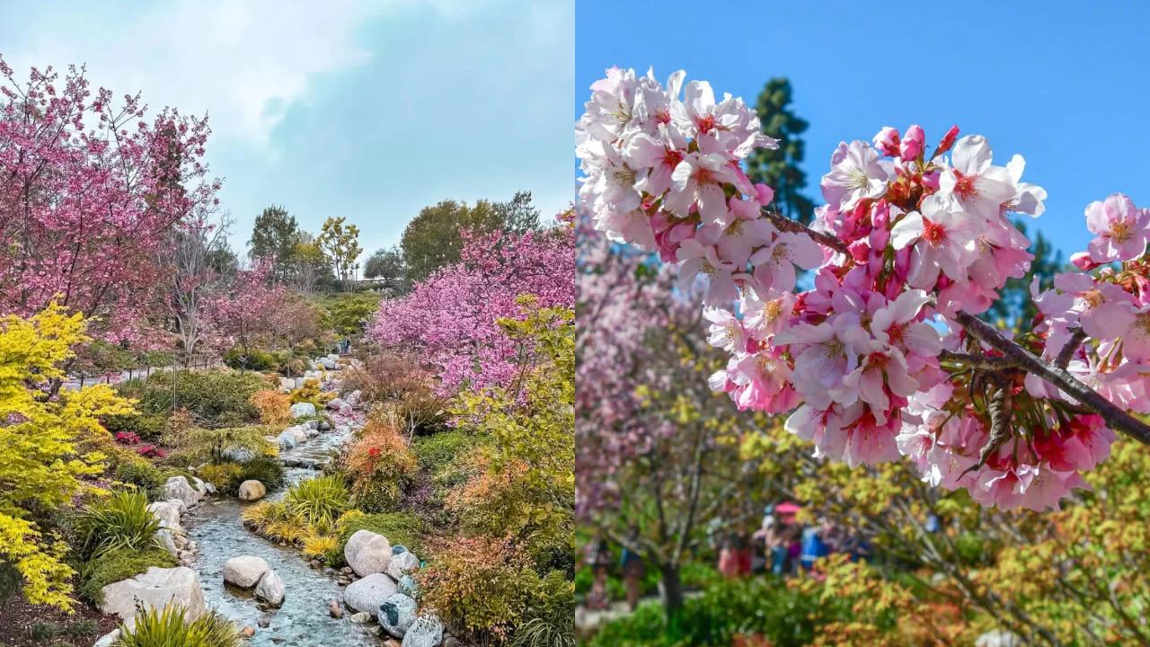 Cherry blossom festival returns to Balboa Park this week